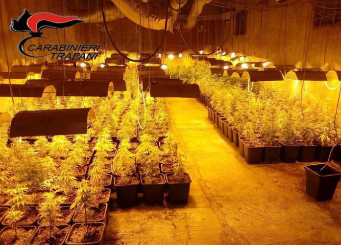 Coltivazione canapa indica a Trapani