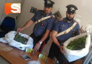 I carabinieri di Castrofilippo sequestrano piante di Marijuana