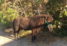 Pony smarrito sulla S.S. 410 per Naro