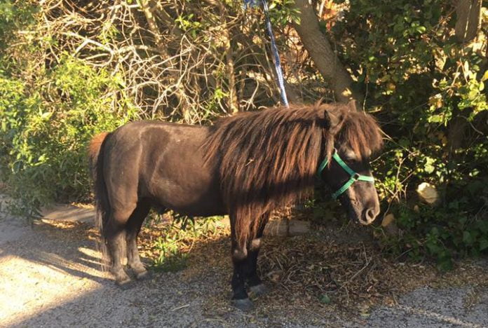Pony ritrovato S.S 410 Pony smarrito sulla S.S. 410 per Naro