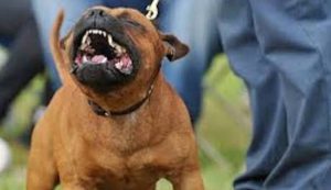 Caltanissetta, 30 enne aggredita da un cane mentre difendeva il suo