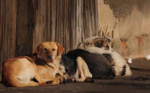Randagismo in Sicilia, la proposta di un pool di legali animalisti piemontesi.