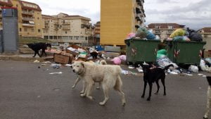 Non si arresta il fenomeno del randagismo in città