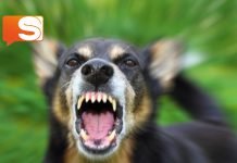 Licata, impiegato comunale aggredito da un gruppo di cani: riesce a divincolarsi Aggressione randagi a Sciacca