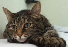 Raffadali, gatto ferito da pallini di ferro