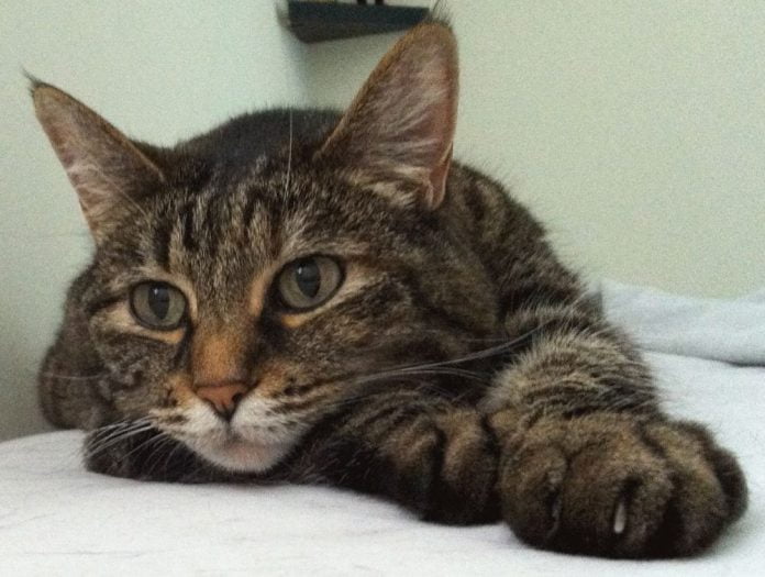 Raffadali, gatto ferito da pallini di ferro