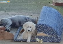 Zingarello, strage di Cani