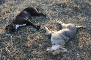 Grotte, avvelenati 7 cani: indagano i carabinieri