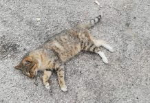 Strage-di-gatti-a-Ravanusa
