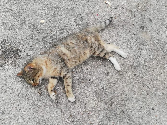 Strage-di-gatti-a-Ravanusa