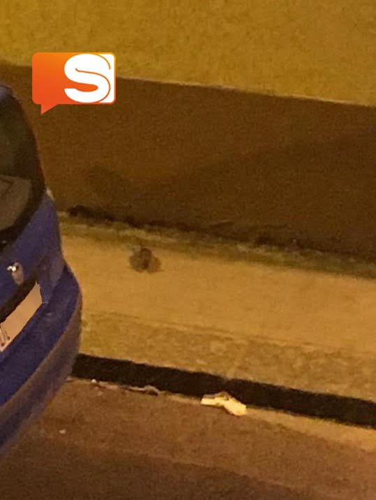 Topi in via Germ Topi in via Grmania a Canicattì