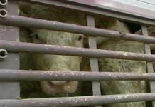 Tubercolosi bovina: il Dipartimento di prevenzione veterinario dell’ASP di Agrigento ai vertici regionali nelle attività di controllo ed eradicazione delle patologia