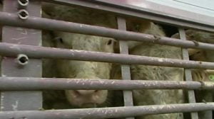 La Polstrada di Agrigento ferma un carico di bovini irregolare.