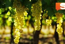 Campobello di Licata, tentato furto d'uva