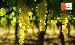 Canicattì, diverse aziende vitivinicole aderiscono alla "Strada del Vino e dei Sapori"