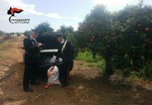 Vittoria, controlli carabinieri: diverse denunce Vittoria (RG) Carabinieri furto arance