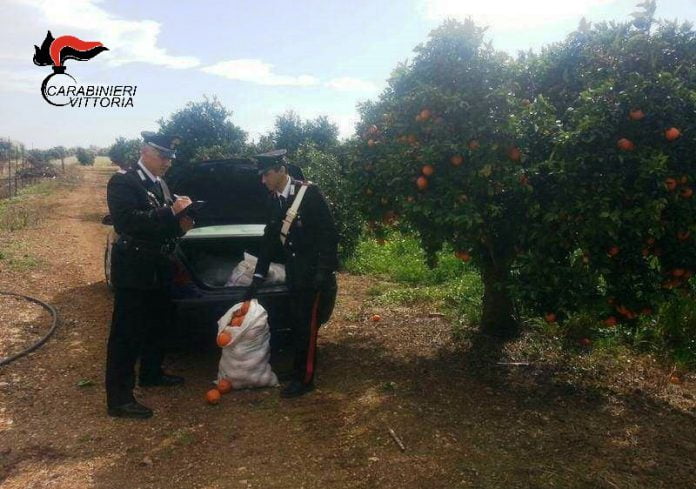 Vittoria (RG) Carabinieri furto arance