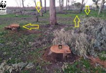 WWF-POLEMICA-ALBERI-DELIA