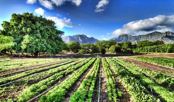Regione sicilia, finanziamenti giovani agricoltori Regione sicilia, finanziamenti giovani agricoltori