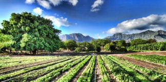 Sicilia, lavoro: in arrivo 260 milioni di euro per i giovani agricoltori Regione sicilia, finanziamenti giovani agricoltori