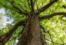 albero