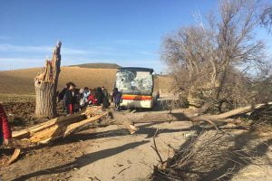 Delia, albero cade su bus pieno di studenti pendolari: il sindaco Bancheri avvia procedure di emergenza