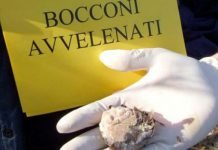 Licata, continua la strage di cani: trovati altri bocconi avvelenati