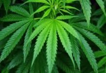 Sicilia, accordo con multinazionale: avviata produzione canapa industriale