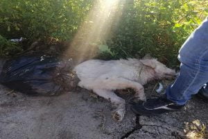 Agrigento, pazzia e crudeltà: cagnolina ritrovata in fin di vita dentro busta di plastica