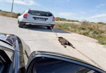 Sicilia, imprenditore trascina cane con l’auto: minacciati gli avvocati sui social