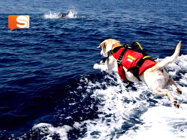 cane bagnino Cane bagnino salva bimba ad Alcamo