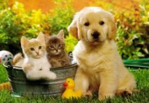 Proposta Aidaa, cani e gatti nelle residenze per anziani