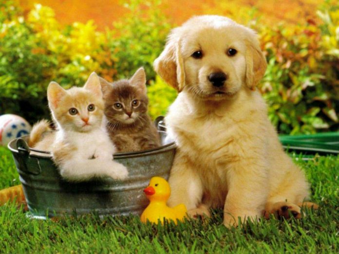 Proposta Aidaa, cani e gatti nelle residenze per anziani