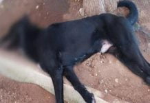 Sicilia, cane viene picchiato e sepolto vivo: Sindaco presenta denuncia