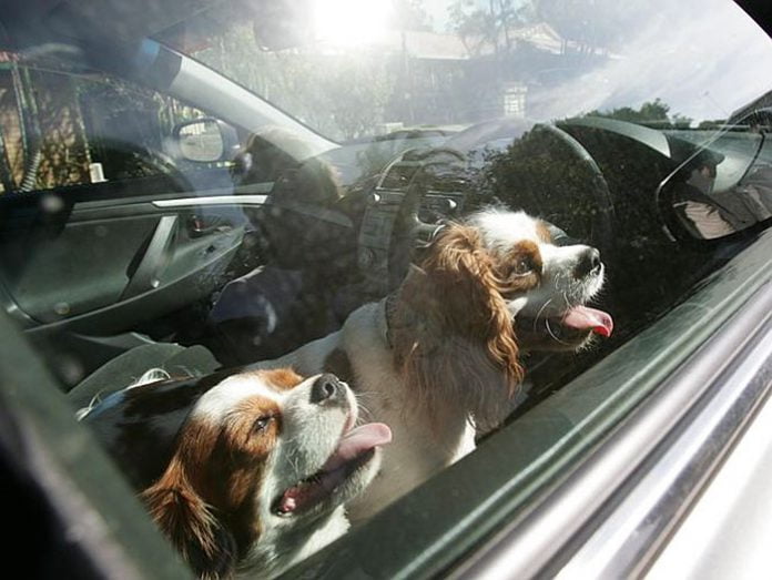 Cani al sole, salvati dai carabinieri