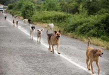 Sicilia, simula un’aggressione da parte di randagi per chiedere risarcimento al Comune: denunciato