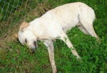 Licata, orrore a Mollarella: avvelenati altri 2 cani