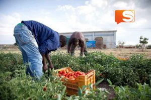 Sicilia, arrestato per caporalato: sfruttava anche il fratello