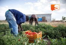 Caporalato, migranti richiedenti asilo lavoravano in un’azienda per 3 euro all’ora: 2 denunce a Ragusa ortaggi