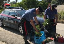 Licata, ritrovata in riva al mare una piantagione di cannabis