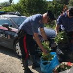 Licata, ritrovata in riva al mare una piantagione di cannabis