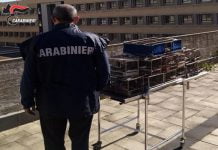 Messina, bracconiere denunciato dal NIPAAF dei Carabinieri