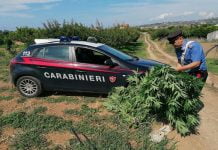 Messina, coltiva piante di Cannabis: Arrestato dai Carabinieri