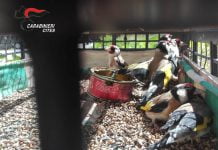 Sicilia, catturava uccelli appartenenti a specie protette: arrestato 28enne