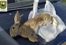 Sicilia, Wwf e Lipu denunciano: emergenza bracconaggio notturno a Gela