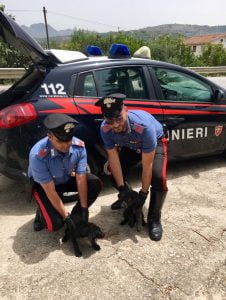 S.S. Palermo - Agrigento, i carabinieri salvano 4 cuccioli di cane abbandonati