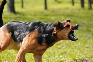 Caltanissetta, il mastino gli impedisce di rientrare in casa: padrone chiama polizia