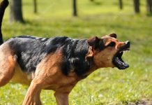 Caltanissetta, il mastino gli impedisce di rientrare in casa: padrone chiama polizia