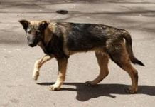 Trapani, cane randagio ucciso a colpi di fucile