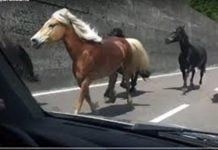 Caltanissetta, scambiano strada per ippodromo: carabinieri bloccano gara di cavalli